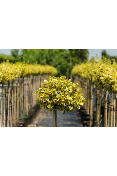 Бруслина форчуна куля на штамбі | Бересклет форчуна шар на штамбе | Euonymus fortunei ball on shtambe